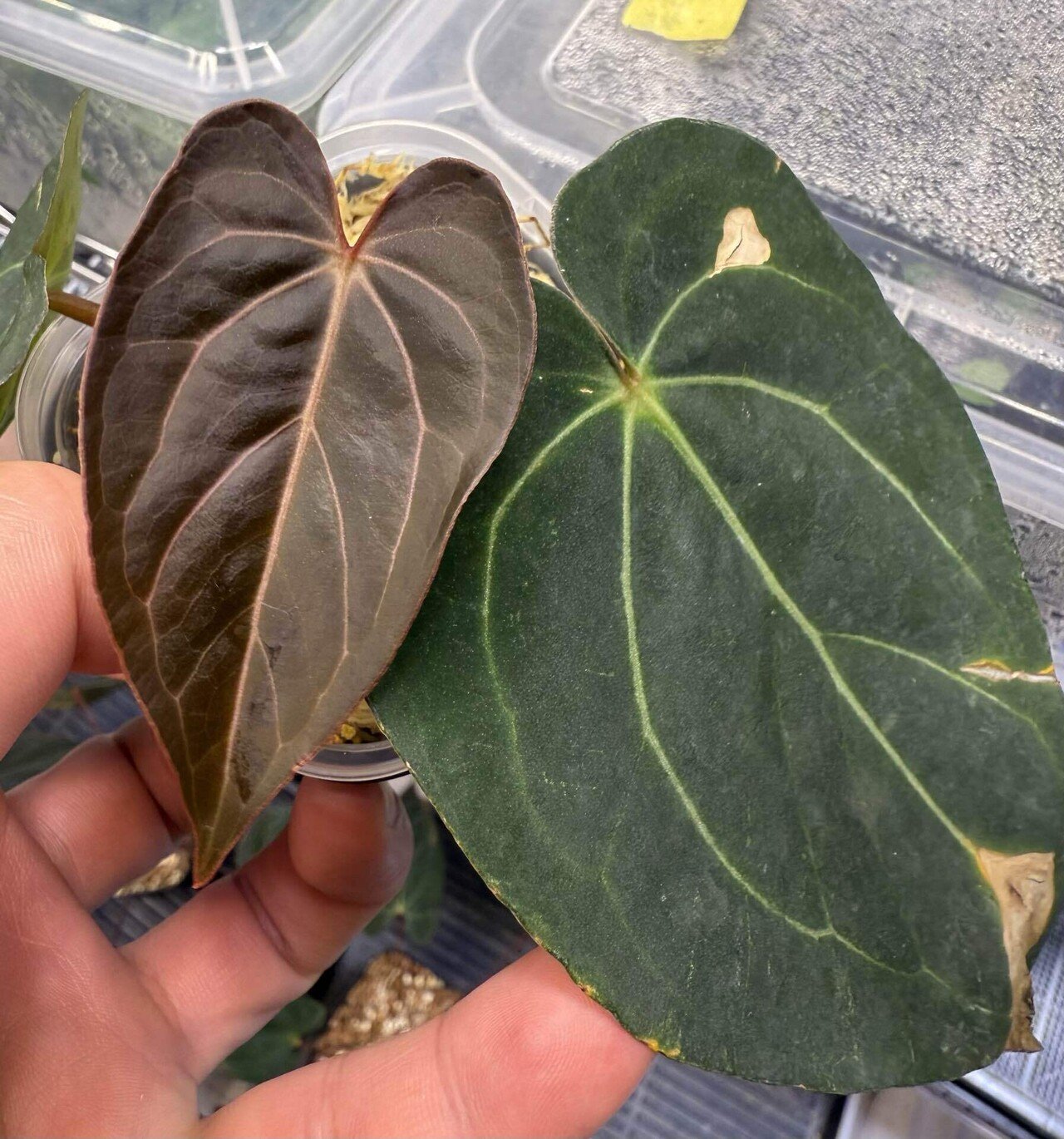 ハイブリッドを選ぶときは、ラベルではなく“親”を見る。――交配親の特徴