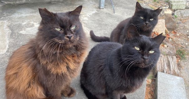 黒猫さま 専用 7点 おまとめ Nyapan＆猫suncafe on X: 