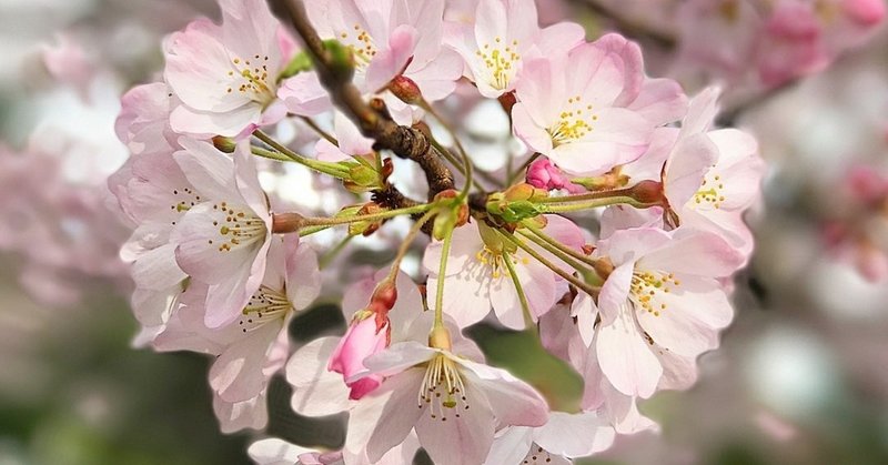 🌸桜が咲きました🌸