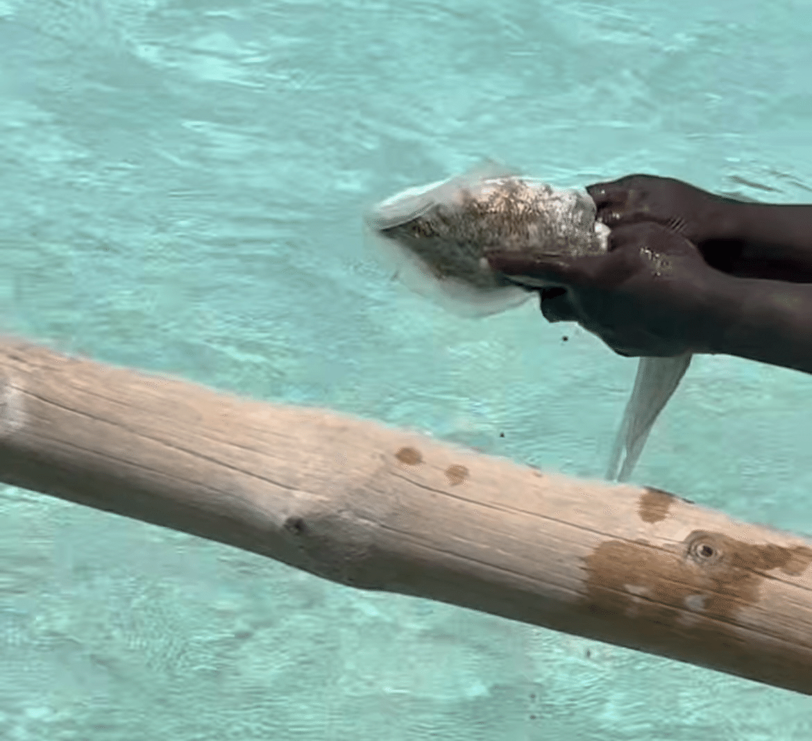 3585 外国切手 タンザニア 1995年 サンゴ礁の動物 海の生物