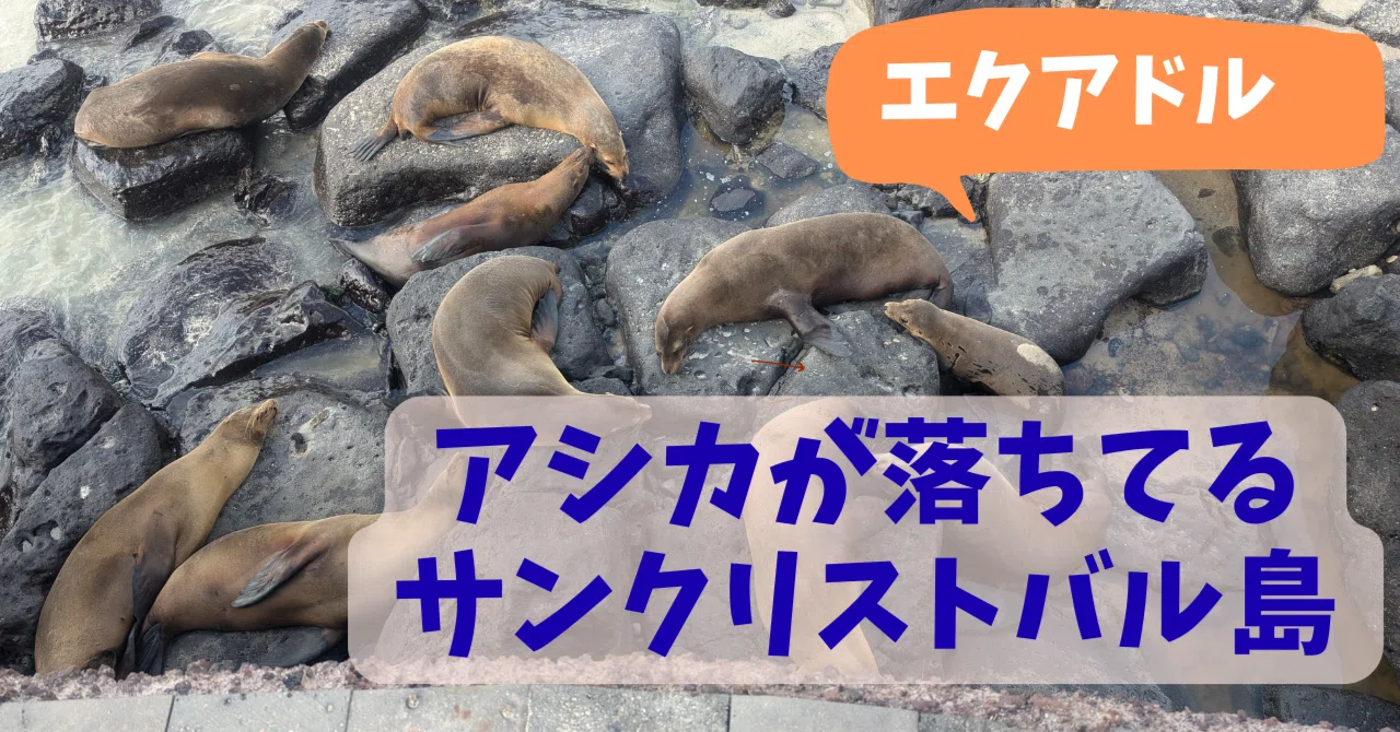 ガラパゴス諸島入島、アシカ天国・サンクリストバル島【女一人、世界