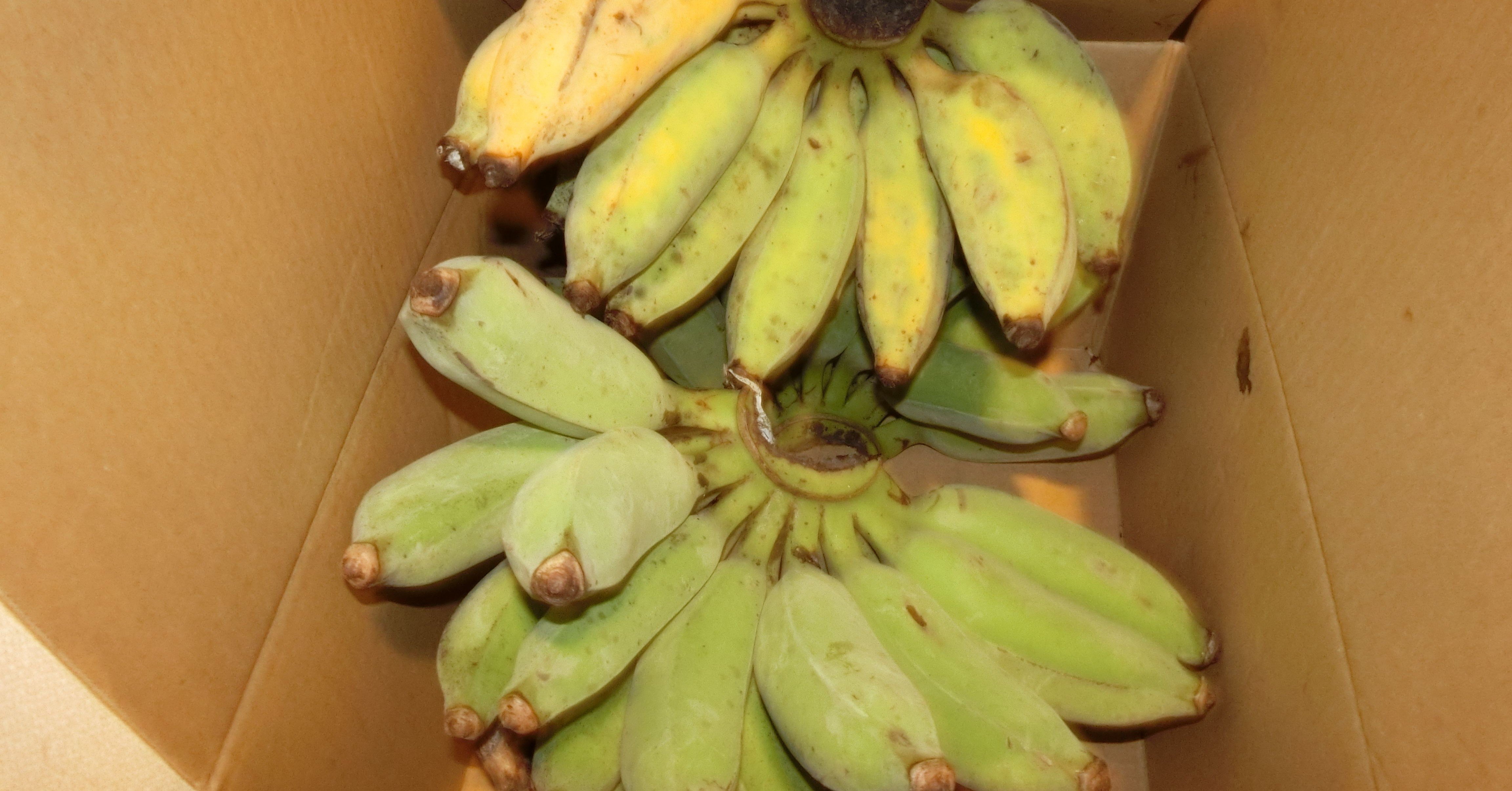 週末投稿 つれづれ有用植物 25 バショウ科 バショウ属 バナナ Pingubanana Note