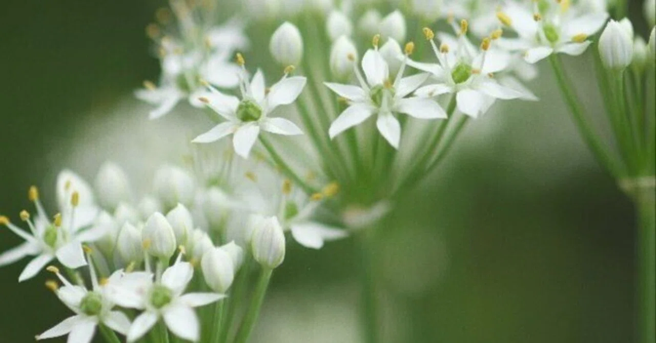 野の花＞韮の花｜清愁