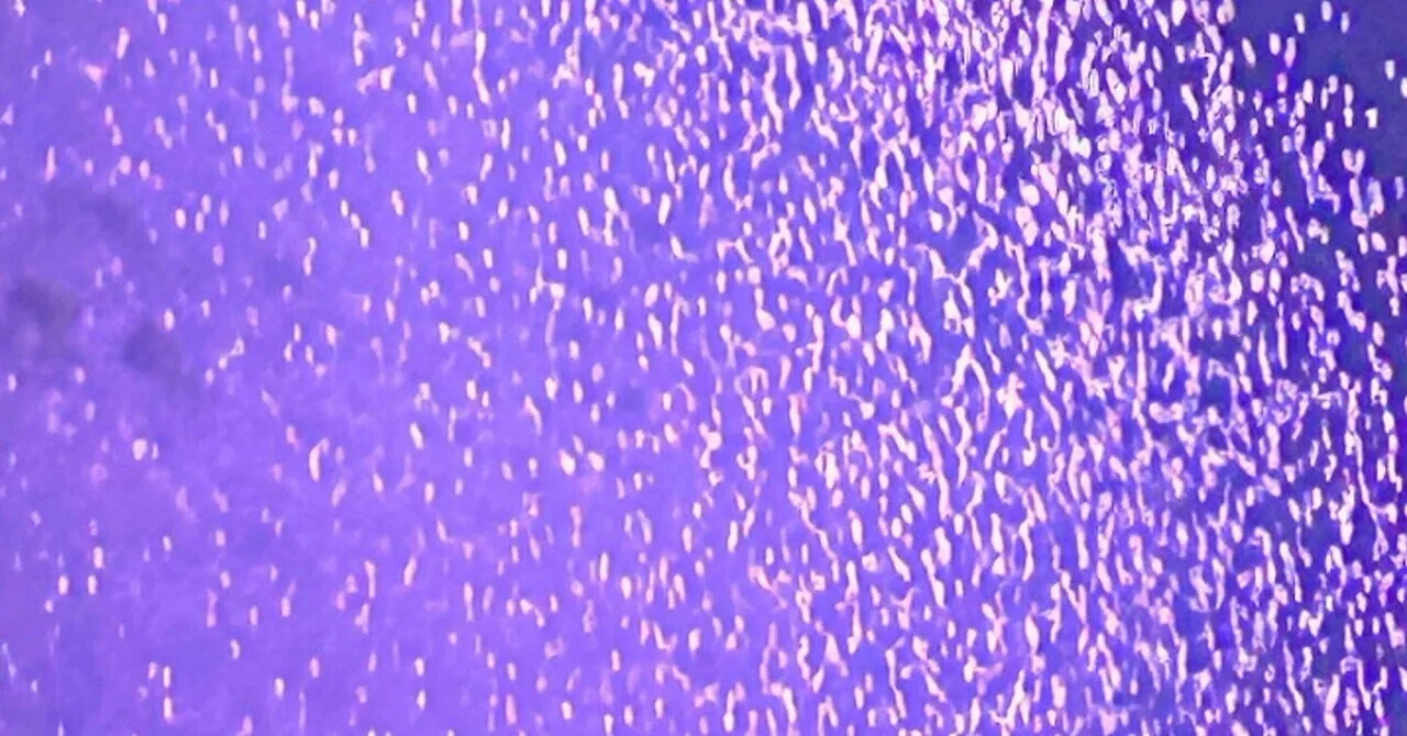 26℃ / 20℃ おめでとう3｜iopkk
