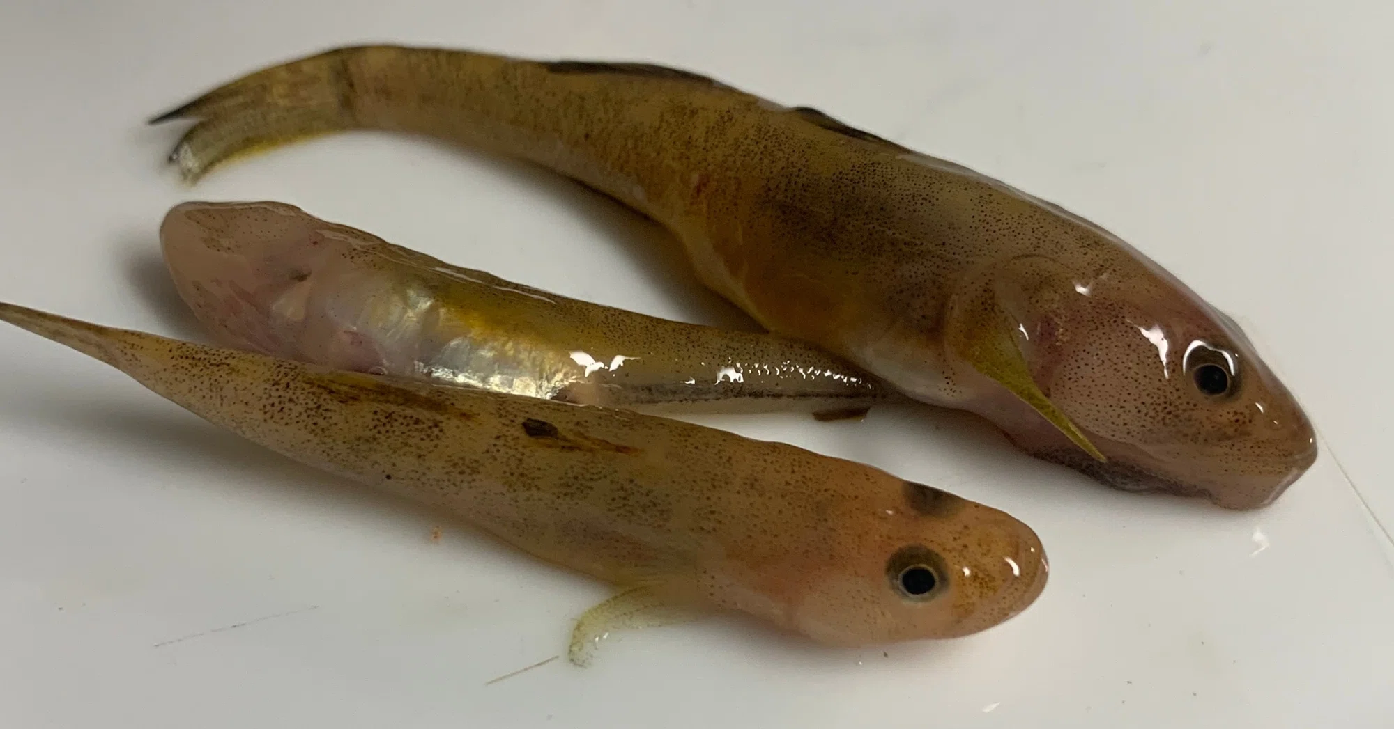 琵琶湖の魚たちと 1 Terry Tsukioka Note 琵琶湖の魚たちと 1 Terry Tsukioka Note