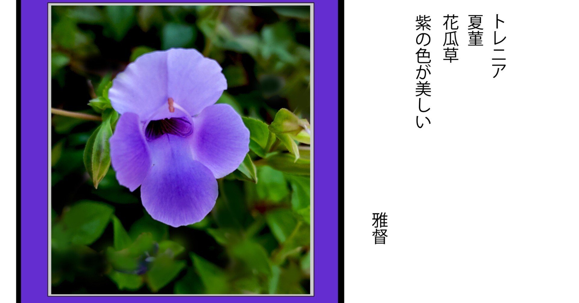 スマホカメラを愉しむ 秋風に揺れる紫の花が美しい｜gatokukubo