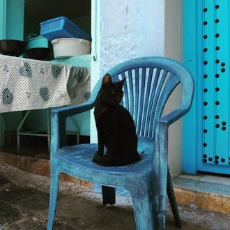 コルと私と猫たち