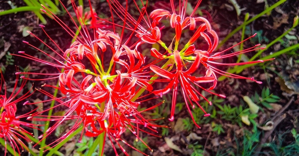彼岸花 吉見町さくら堤公園 彼岸花❤️🥰 Location:埼玉県吉見町 2024.9