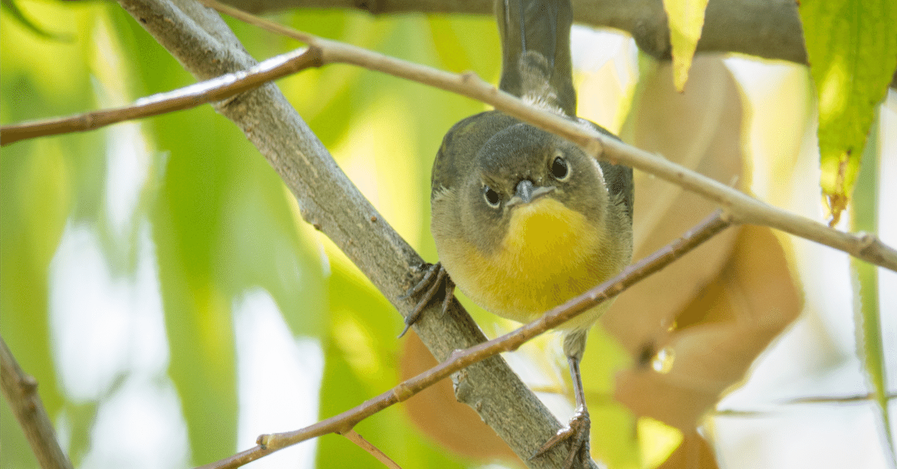 アメリカコガモのスタディバード　バードカービング　他2点 シカゴでバードウォッチング！】Common Yellowthroat 他 秋