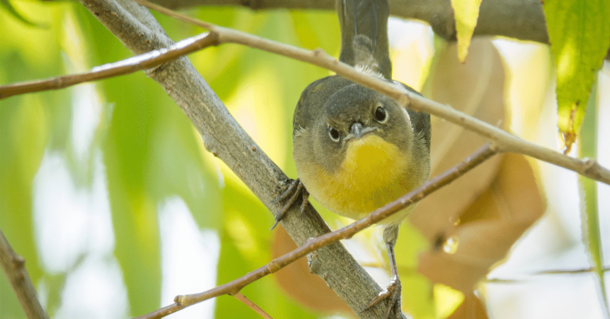 アメリカコガモのスタディバード　バードカービング　他2点 アメリカコガモのスタディバード バードカービング 他2点