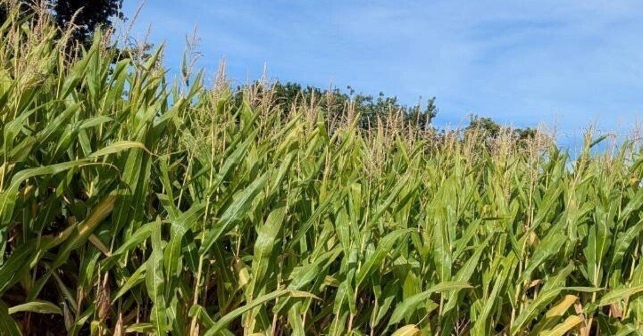 とうもろこし畑に行ってみた｜ゆん, image size:1280x670