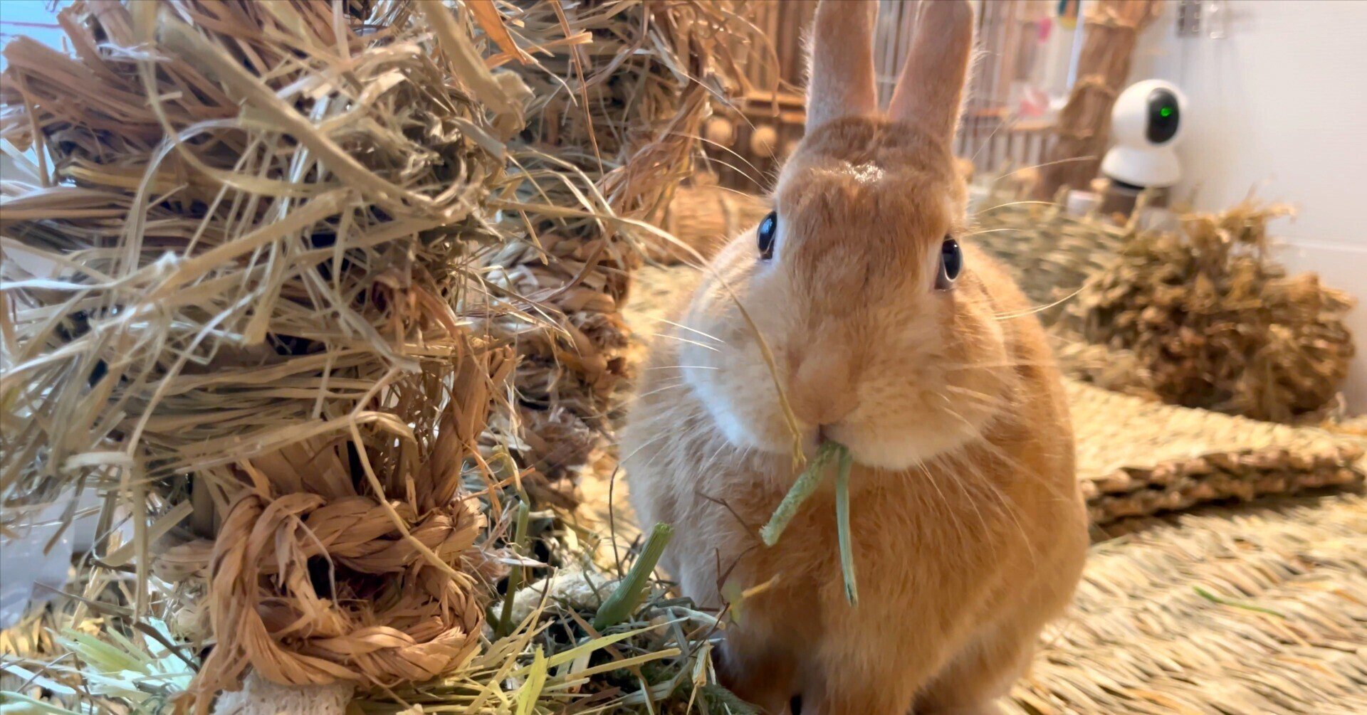 言ってることが真逆で面白いぞw ＞ チモシー1番刈り至上主義 vs 食べ