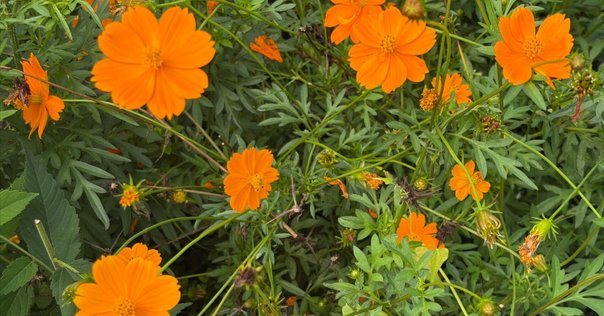 納音法 四柱推命【納音(なっちん)】とは？納音の意味・相性・後天運を