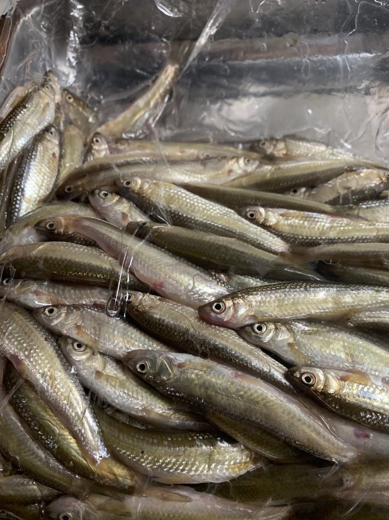 琵琶湖の魚たちと 2 Terry Tsukioka Note 琵琶湖の魚たちと 2 Terry Tsukioka Note