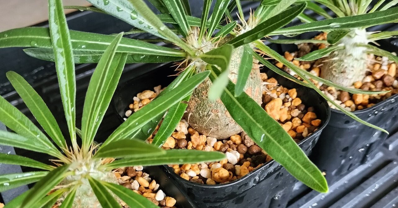 グラキリス｜植え換えの記録｜こいじ