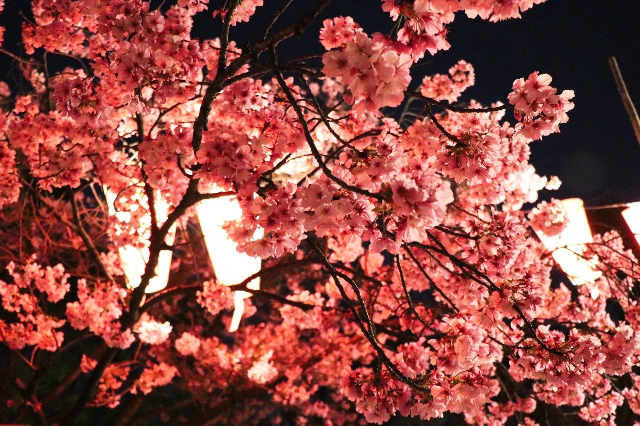 今年ラストの夜桜写真 Ayum Note