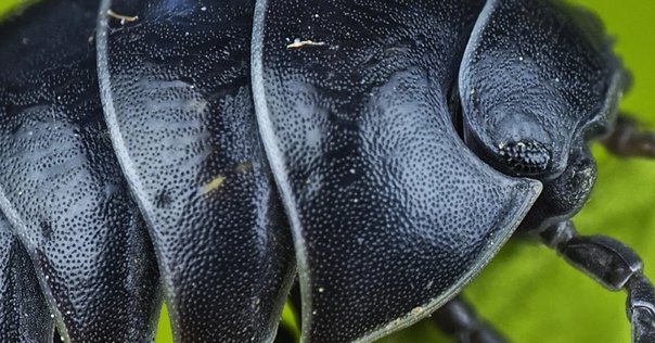 ダンゴムシは便所虫ではない｜おほしんたろう