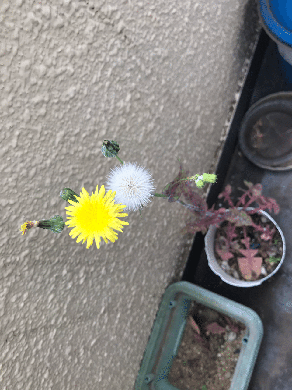 黄色い花の つづき だいだい Note