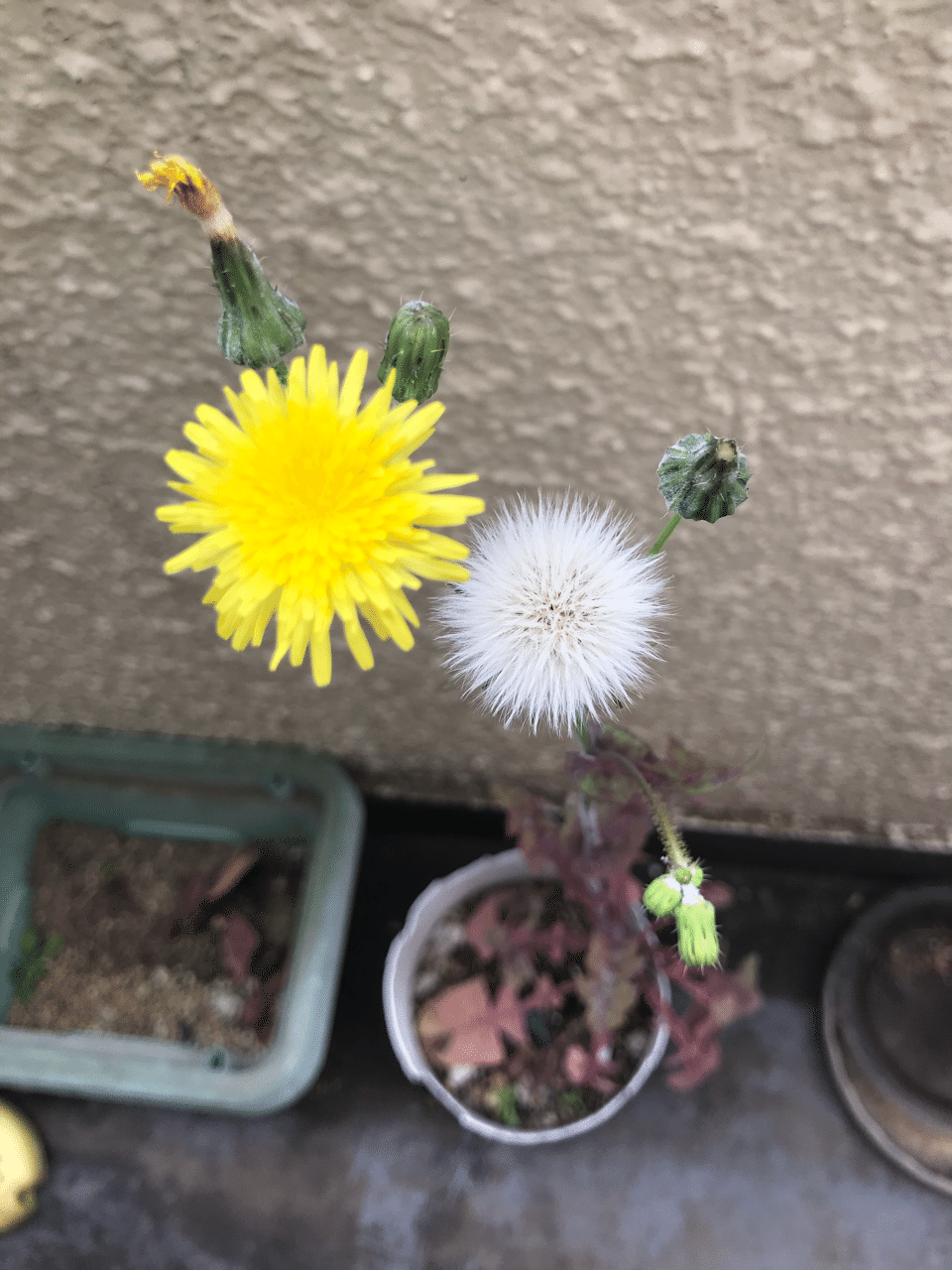 黄色い花の つづき だいだい Note