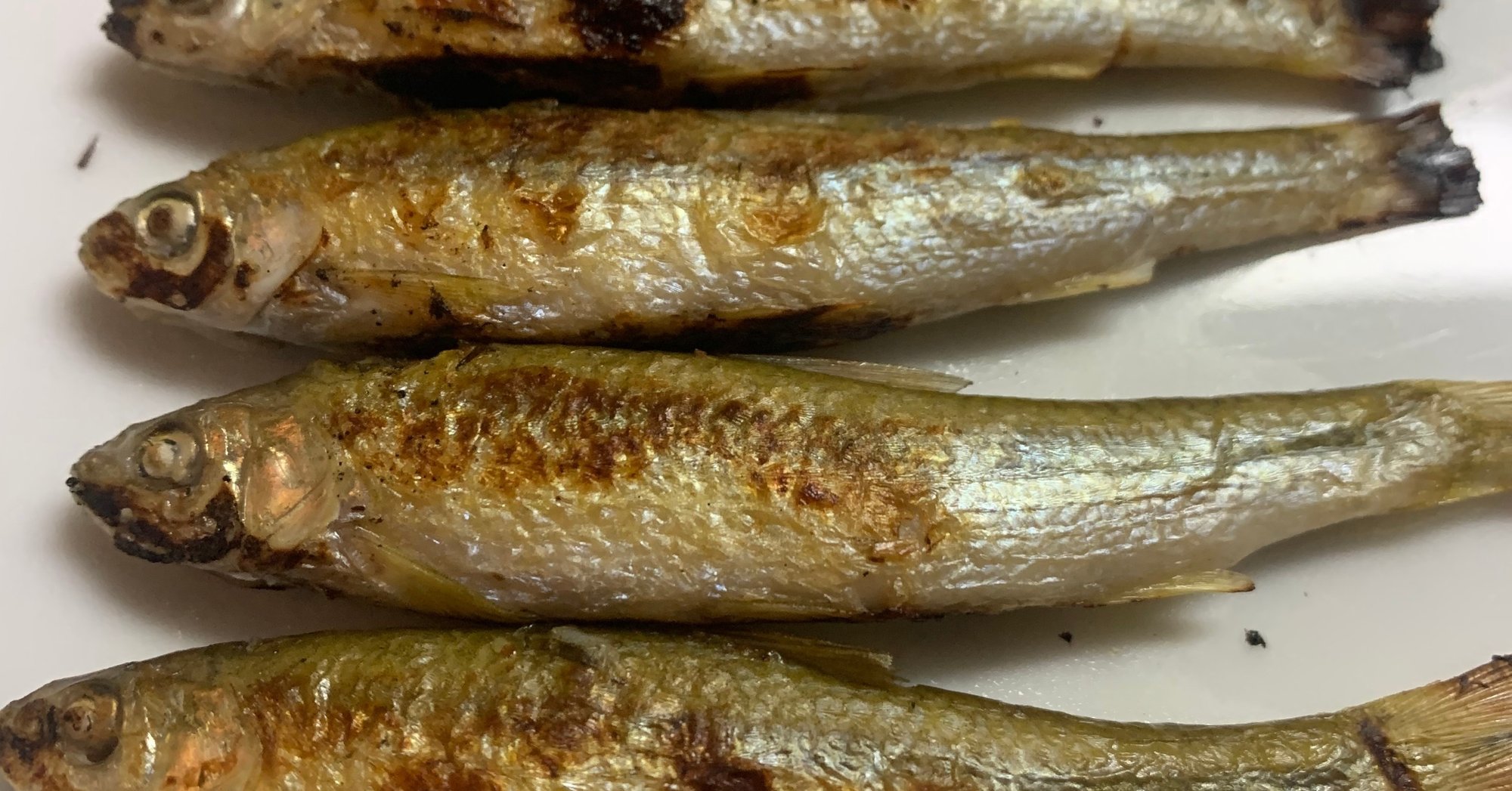 琵琶湖の魚たちと 3 ホンモロコ Terry Tsukioka Note 琵琶湖の魚たちと 3 ホンモロコ Terry Tsukioka Note