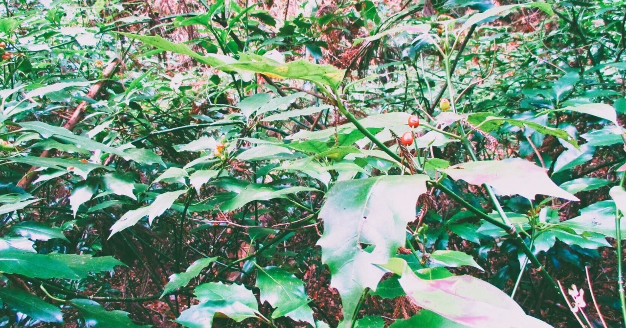 EARTH 土の健康|LOVEACE