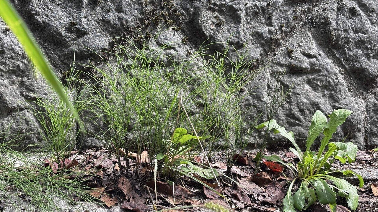 コンクリートの隙間から生えた雑草に勝つ方法！｜あや|お山の暮らしと