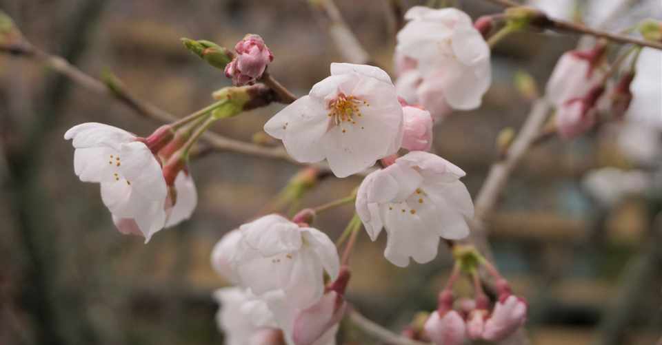 さくら 開花 おごと温泉 びわ湖花街道 Note