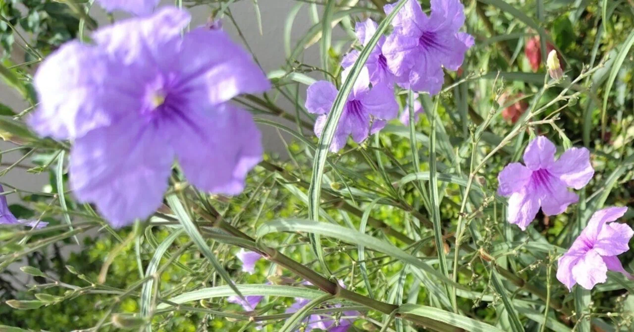今日の花#41 ムラサキルエリア｜ジャスミンティータイム