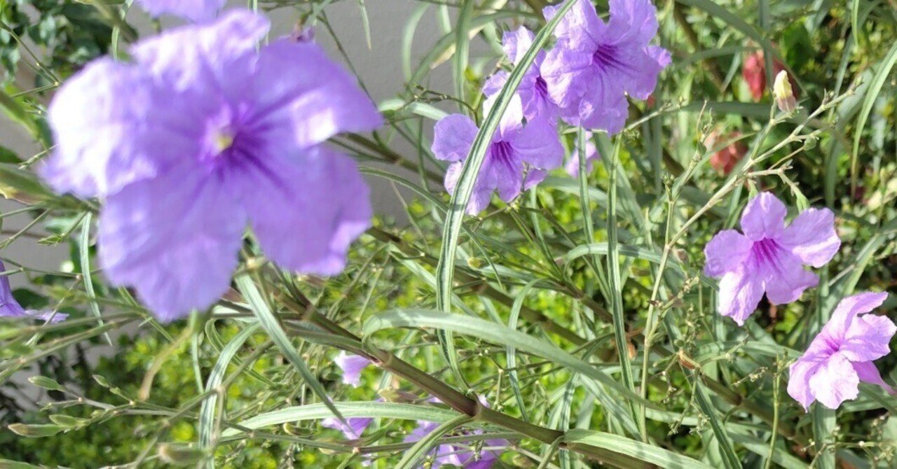 今日の花#41 ムラサキルエリア｜ジャスミンティータイム