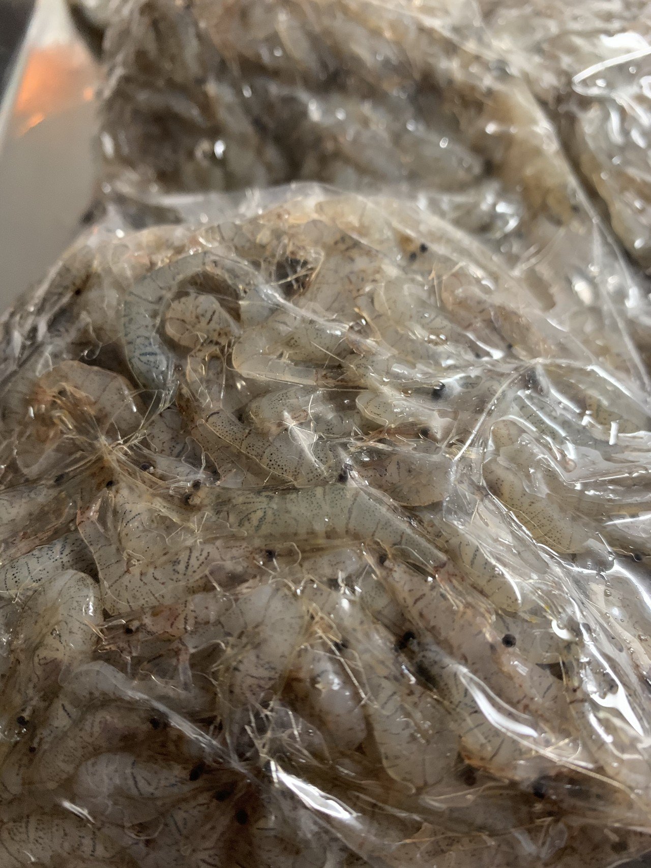 琵琶湖の魚たちと 6 スジエビ Terry Tsukioka Note 琵琶湖の魚たちと 6 スジエビ Terry Tsukioka Note