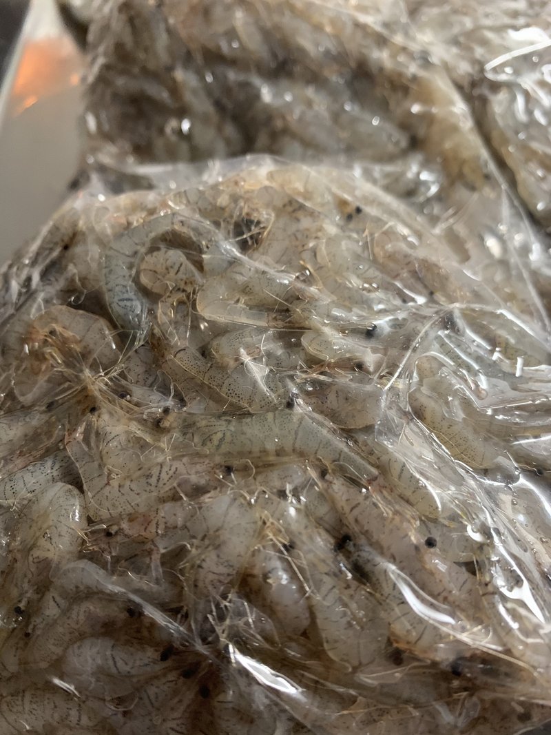 琵琶湖の魚たちと ６ スジエビ Terry Tsukioka Note