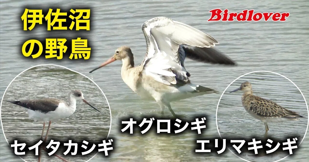 伊 佐沼 野鳥