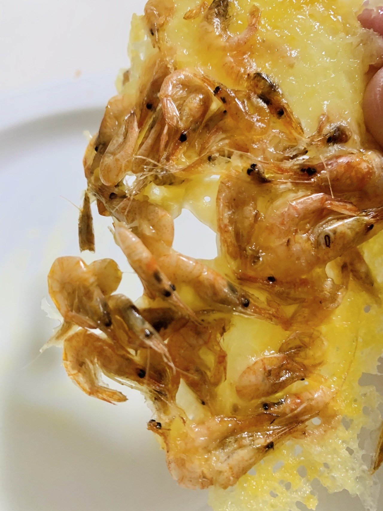 琵琶湖の魚たちと 6 スジエビ Terry Tsukioka Note 琵琶湖の魚たちと 6 スジエビ Terry Tsukioka Note