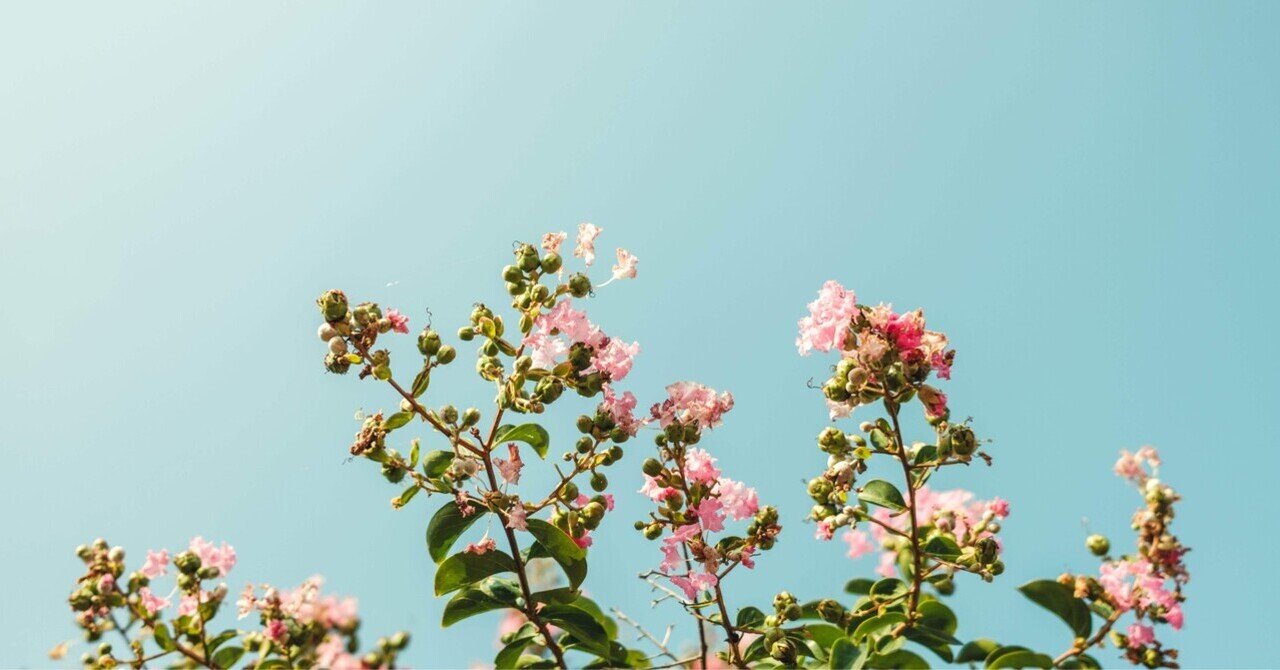 1日5分の「光の観察」が写真を変える｜sho