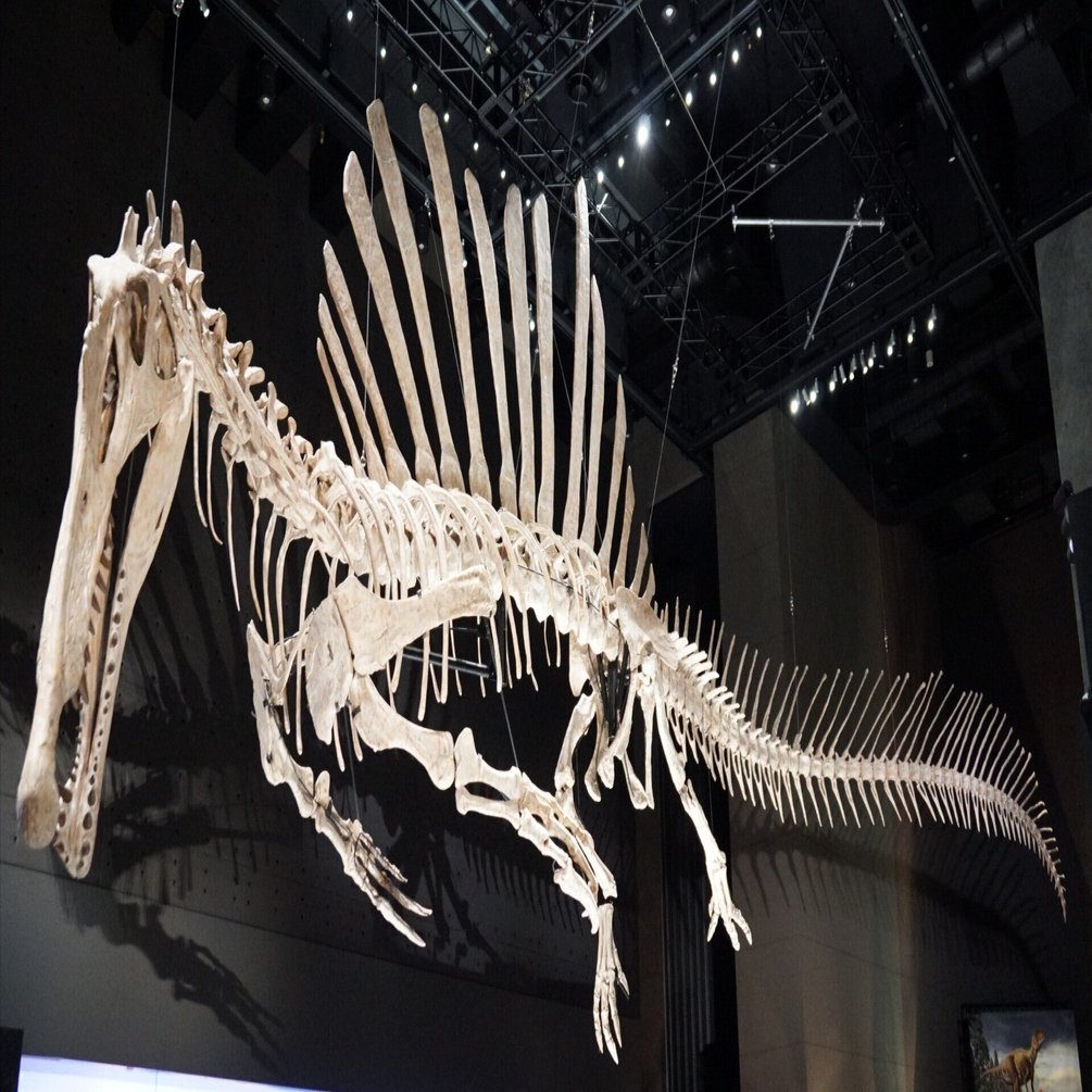 福井県立恐竜博物館 特別展「獣脚類2025」ですよ｜始祖鳥堂まふ（M.A.F.）