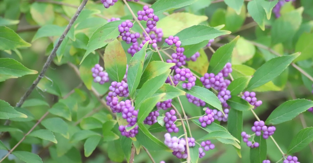 衣笠草の花のリング - 自然の美しさと伝統的な意匠が見事に融合　R364 衣笠草の花のリング - 自然の美しさと伝統的な意匠が見事に融合