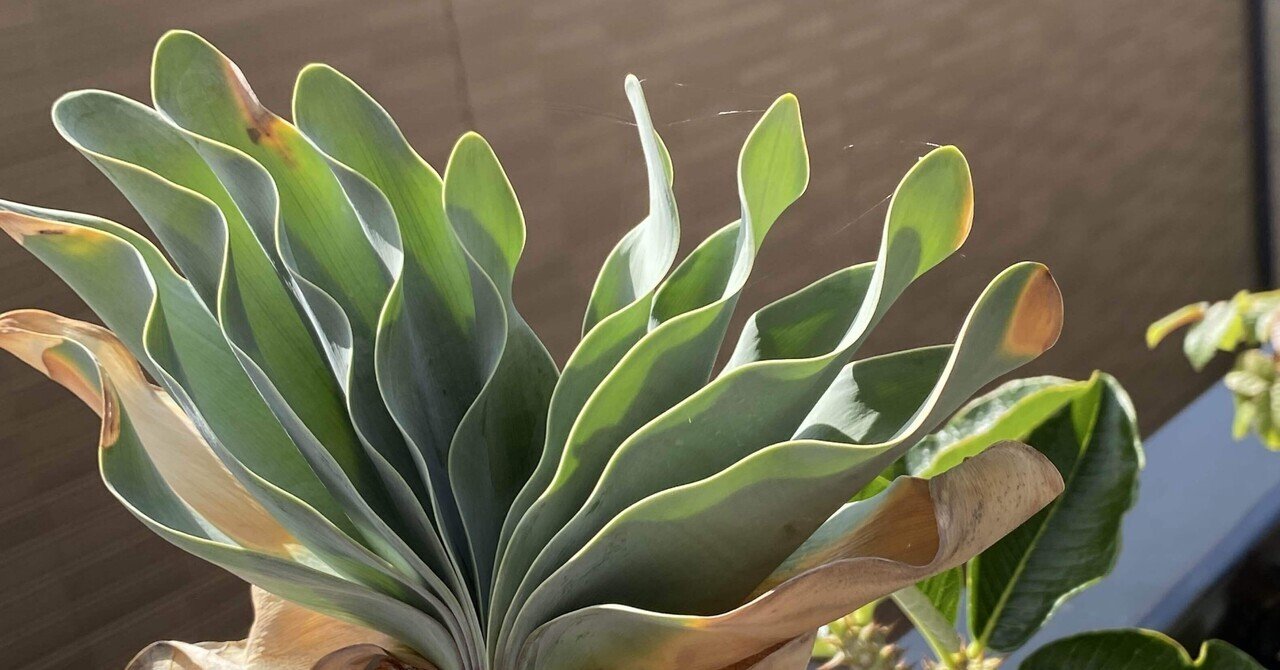 エキノドルス　ビッグベアー　特大株 エキノドルス 'ビッグベアー' | Ordinary-Aquarium