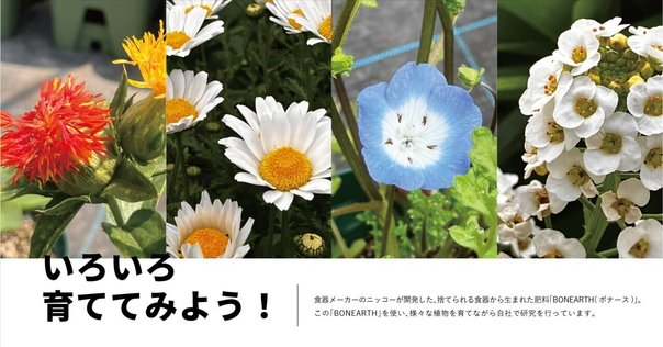 森レア、まとめorバラで！ あつ森 青バラ以外のレア花・金バラ・スズランの咲かせ方｜つー