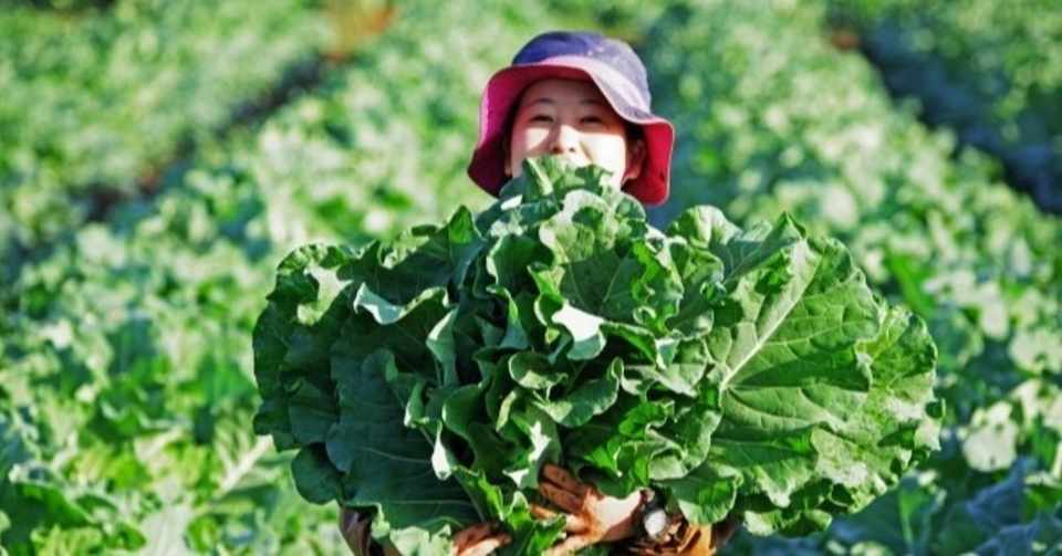 人類にケールを Yosuke Furumori Note