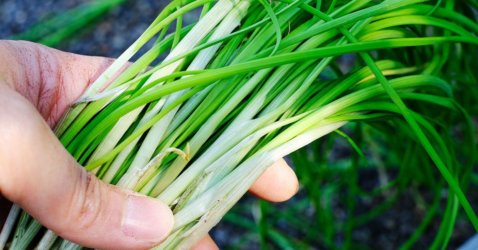 野蒜(ノビル)を掘ろう！活用レシピなど｜ほくと