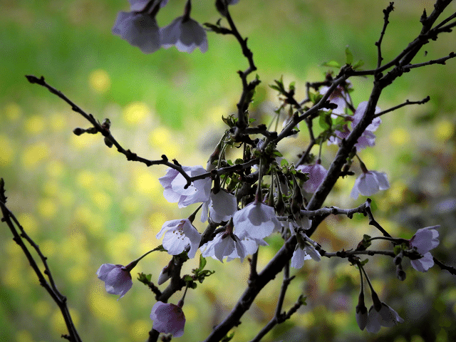 雨の中の花 Kimuko Note