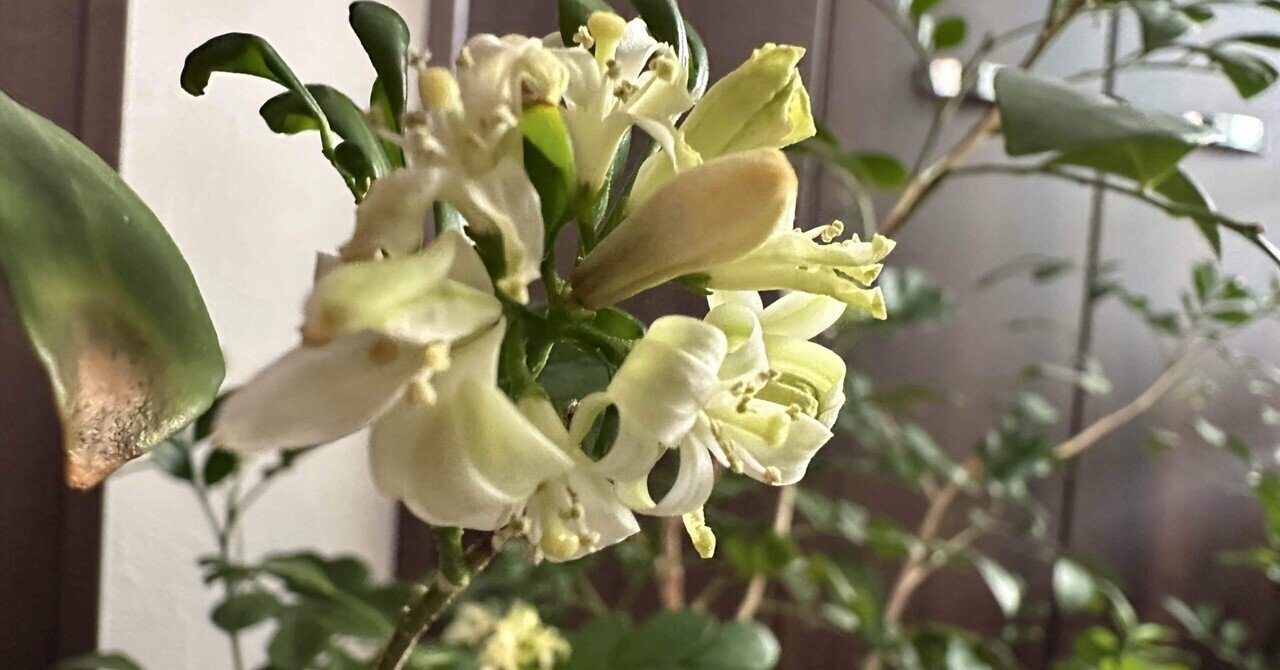 ゲッキツ（シルクジャスミン）の育て方｜花屋ラフさん