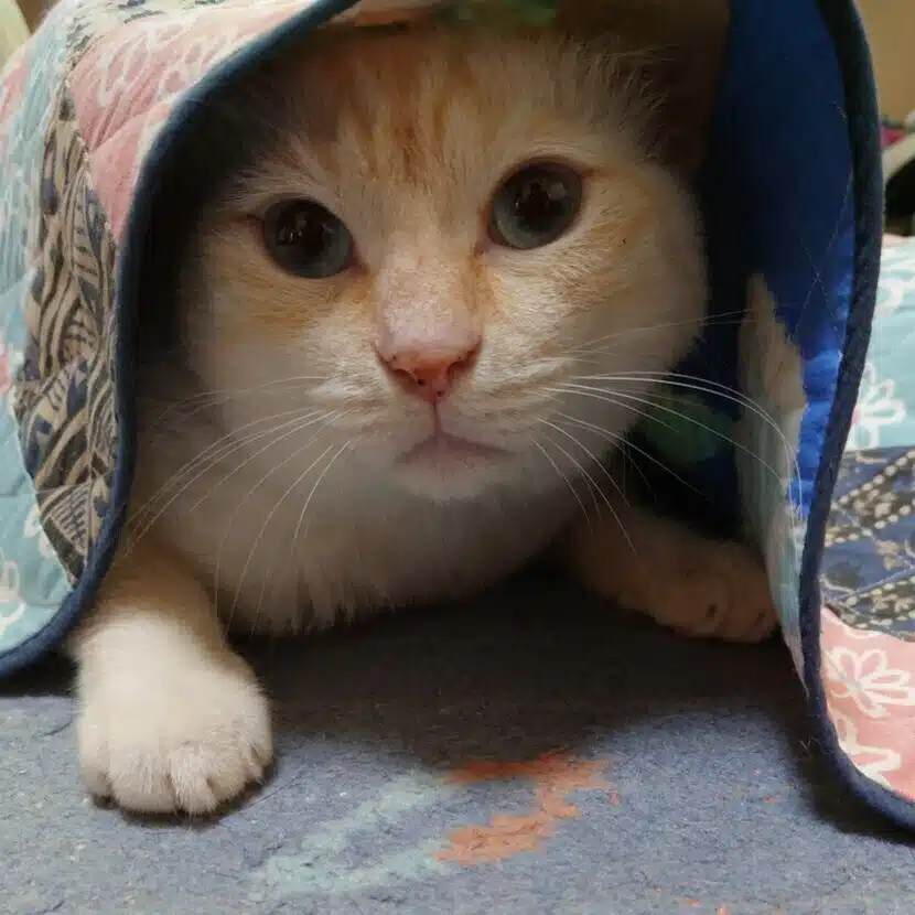 Haruko-n