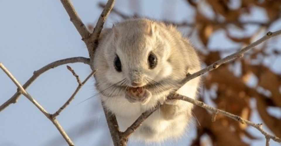 北海道に住む 可愛すぎる動物について えぞももんが Note