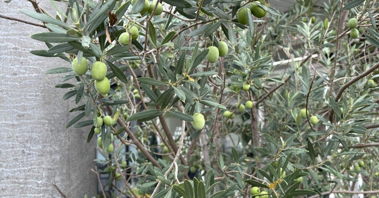 実が沢山付いてます！実を楽しみたい方にオススメのオリーブ・アルベキナ 実が沢山付いてます！実を楽しみたい方にオススメのオリーブ