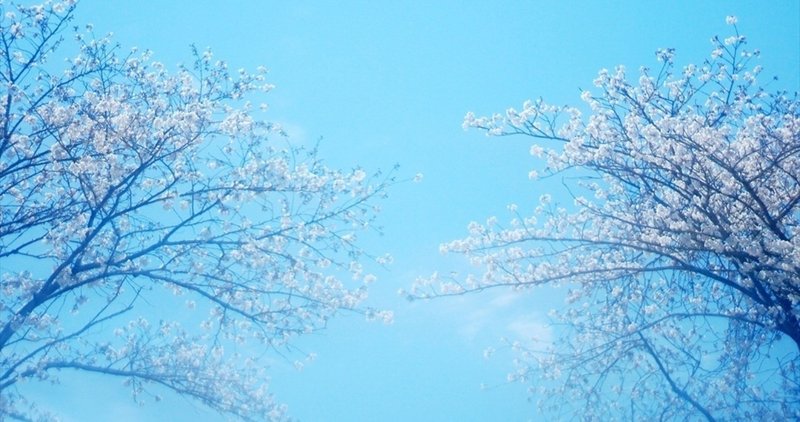 【歌詞】桜は咲き誇れど