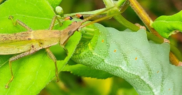 イモムシ様 イモムシ on X