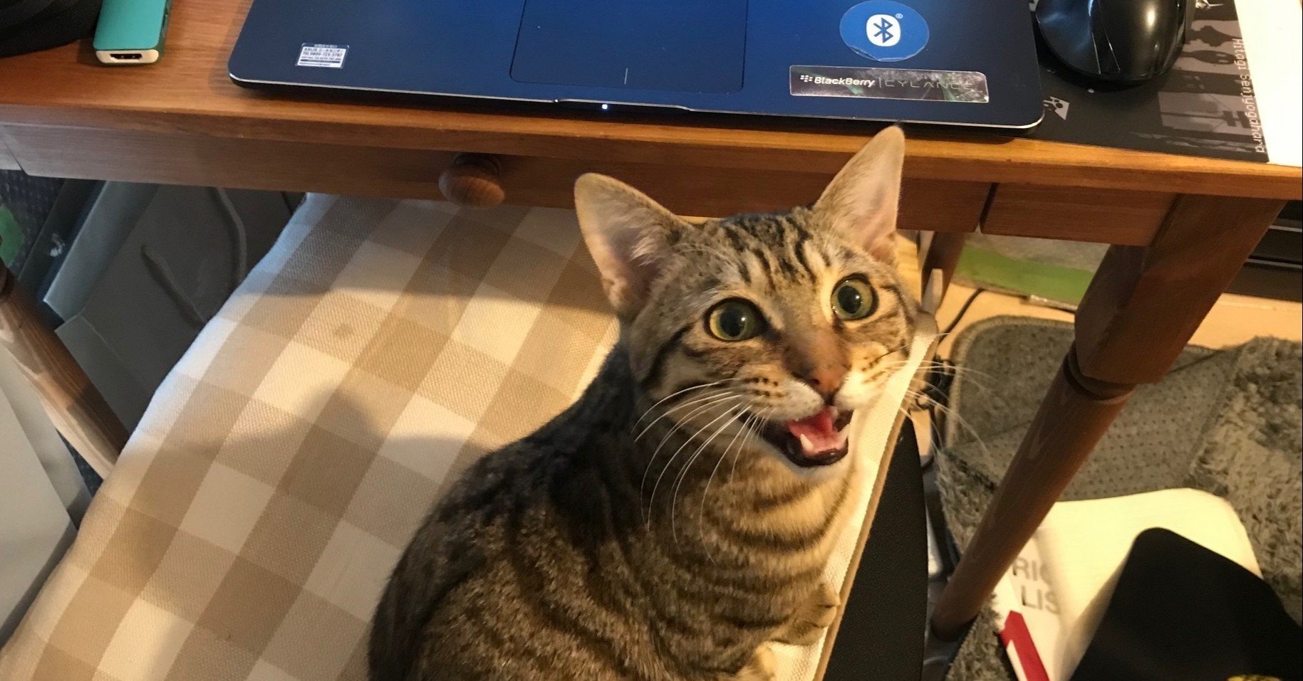 猫と一緒に乗り切った１か月のテレワーク Fabrik View Note