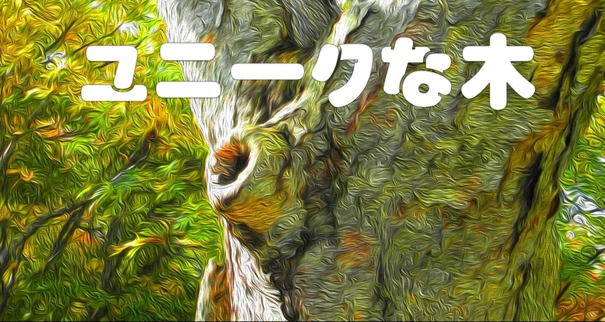 ユニークな木たち - 2026-07｜taka｜note