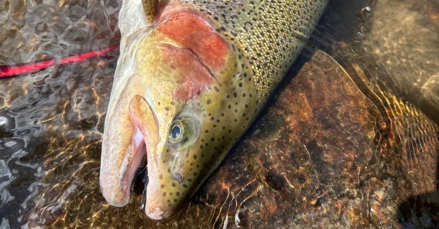 2025年9月21日（日）箒川C＆R釣行〜フックセッティングを詰めて